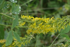 Crotalaria pallida